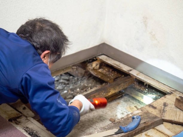 Mold Removal and Inspection in Water Mill, NY