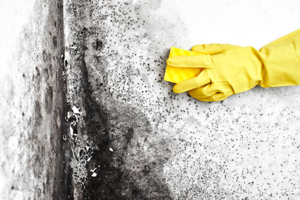 Best Professional Mold Removal  in Water Mill, NY