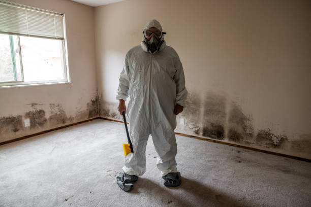 Best Attic Mold Removal  in Water Mill, NY