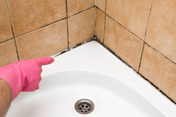 Best Mold Damage Repair  in Water Mill, NY
